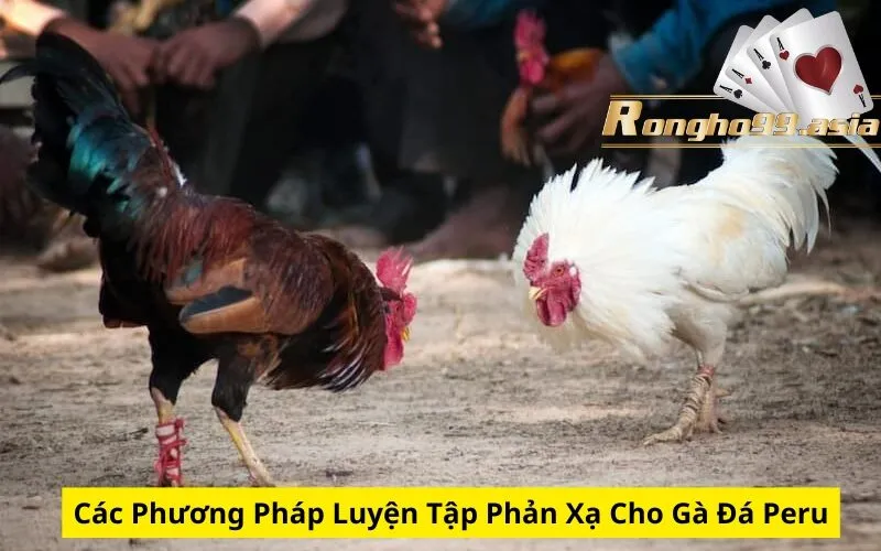 Các Phương Pháp Luyện Tập Phản Xạ Cho Gà Đá Peru