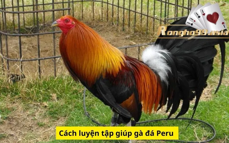 Cách luyện tập giúp gà đá Peru