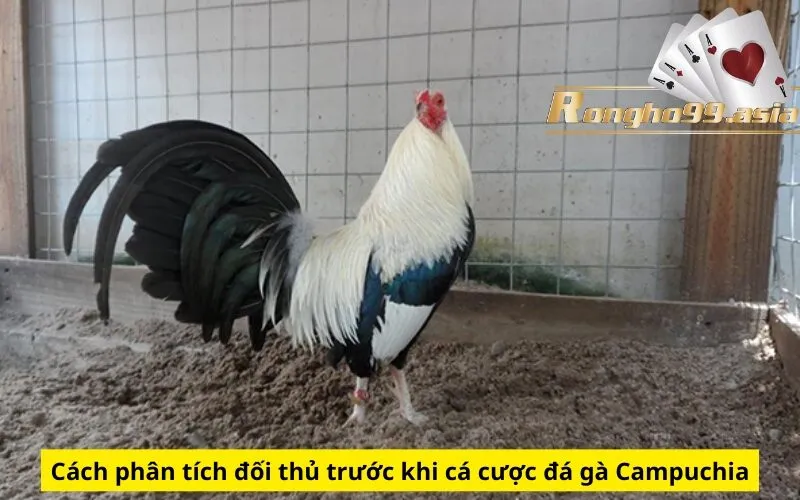 Cách phân tích đối thủ trước khi cá cược đá gà Campuchia