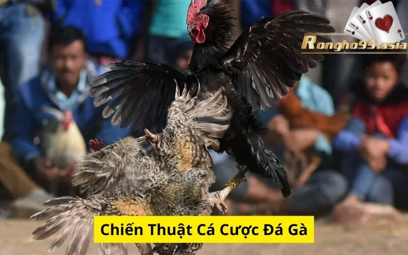Chiến Thuật Cá Cược Đá Gà