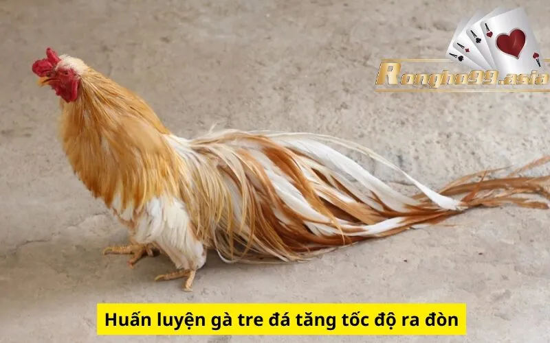 Huấn luyện gà tre đá tăng tốc độ ra đòn