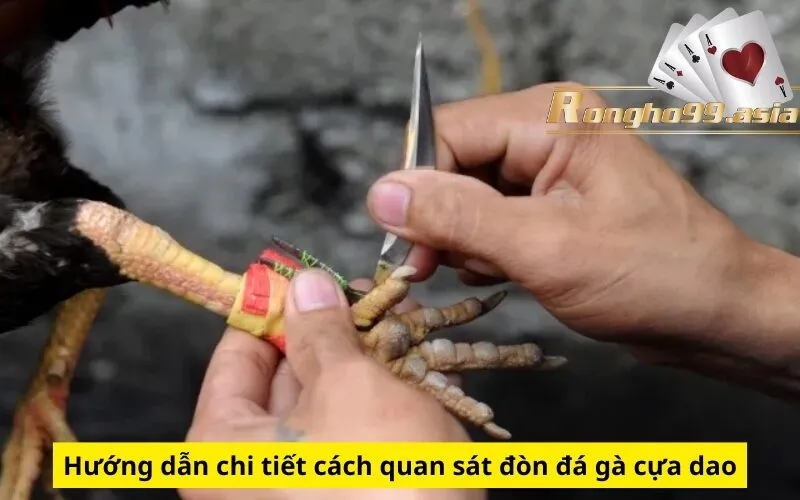 Hướng dẫn chi tiết cách quan sát đòn đá gà cựa dao