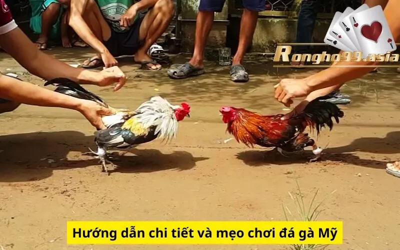 Hướng dẫn chi tiết và mẹo chơi đá gà Mỹ