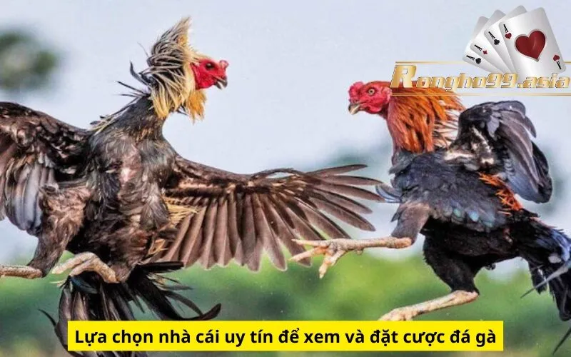 Lựa chọn nhà cái uy tín để xem và đặt cược đá gà