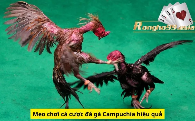 Mẹo chơi cá cược đá gà Campuchia hiệu quả