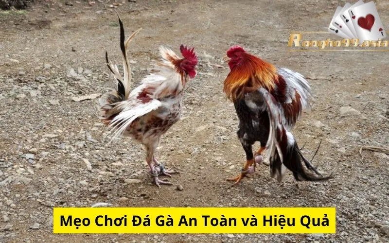 Mẹo Chơi Đá Gà An Toàn và Hiệu Quả