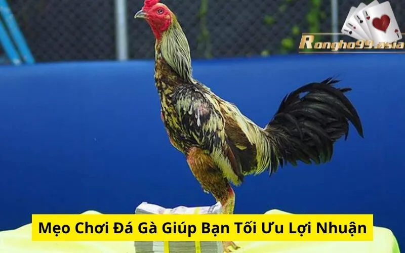 Mẹo Chơi Đá Gà Giúp Bạn Tối Ưu Lợi Nhuận