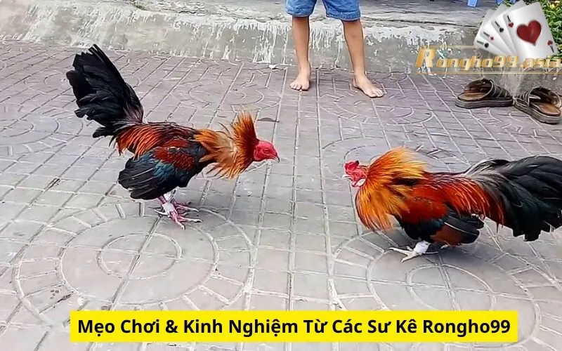 Mẹo Chơi & Kinh Nghiệm Từ Các Sư Kê Rongho99