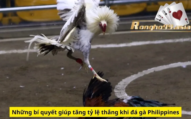 Những bí quyết giúp tăng tỷ lệ thắng khi đá gà Philippines