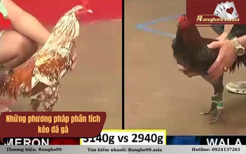 Những phương pháp phân tích kèo đá gà