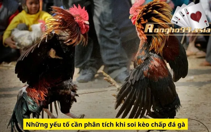 Những yếu tố cần phân tích khi soi kèo chấp đá gà