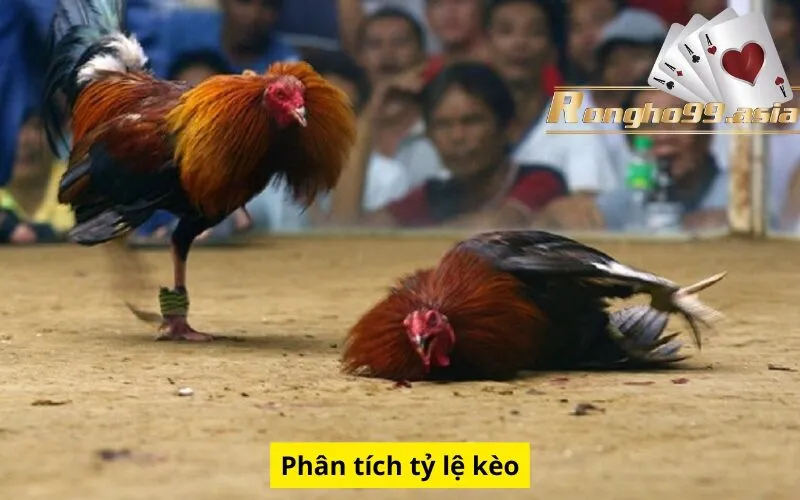 Phân tích tỷ lệ kèo