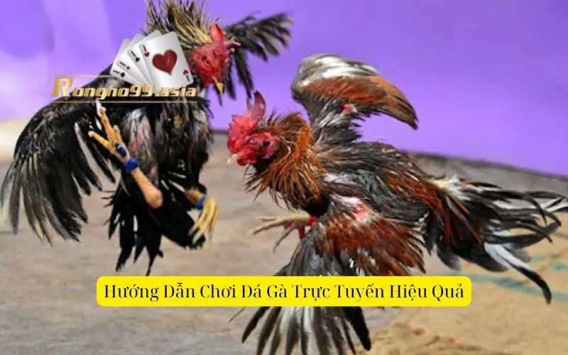 Hướng Dẫn Chơi Đá Gà Trực Tuyến Hiệu Quả
