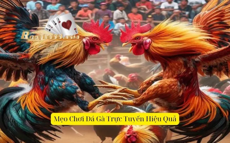 Mẹo Chơi Đá Gà Trực Tuyến Hiệu Quả